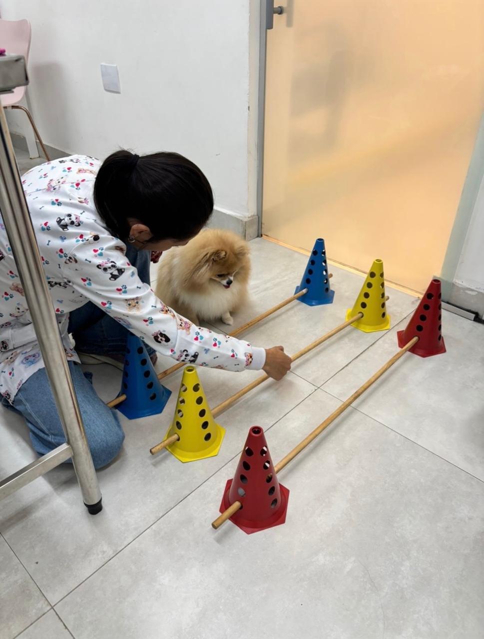 Dra. Mariana Oliveira conduzindo exercício de reabilitação motora com um cão, usando obstáculos de fisioterapia