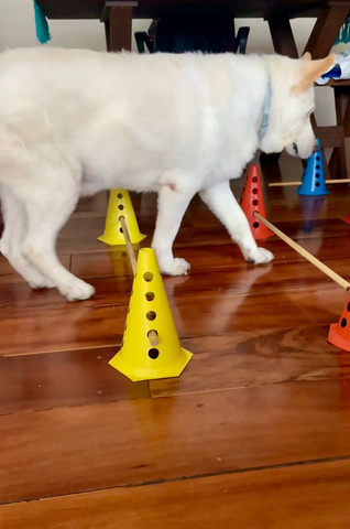 Cão em atividade de fisioterapia veterinária