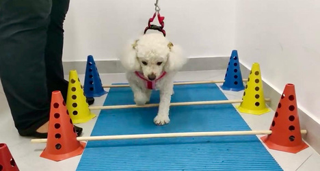 Cão realizando exercício de reabilitação